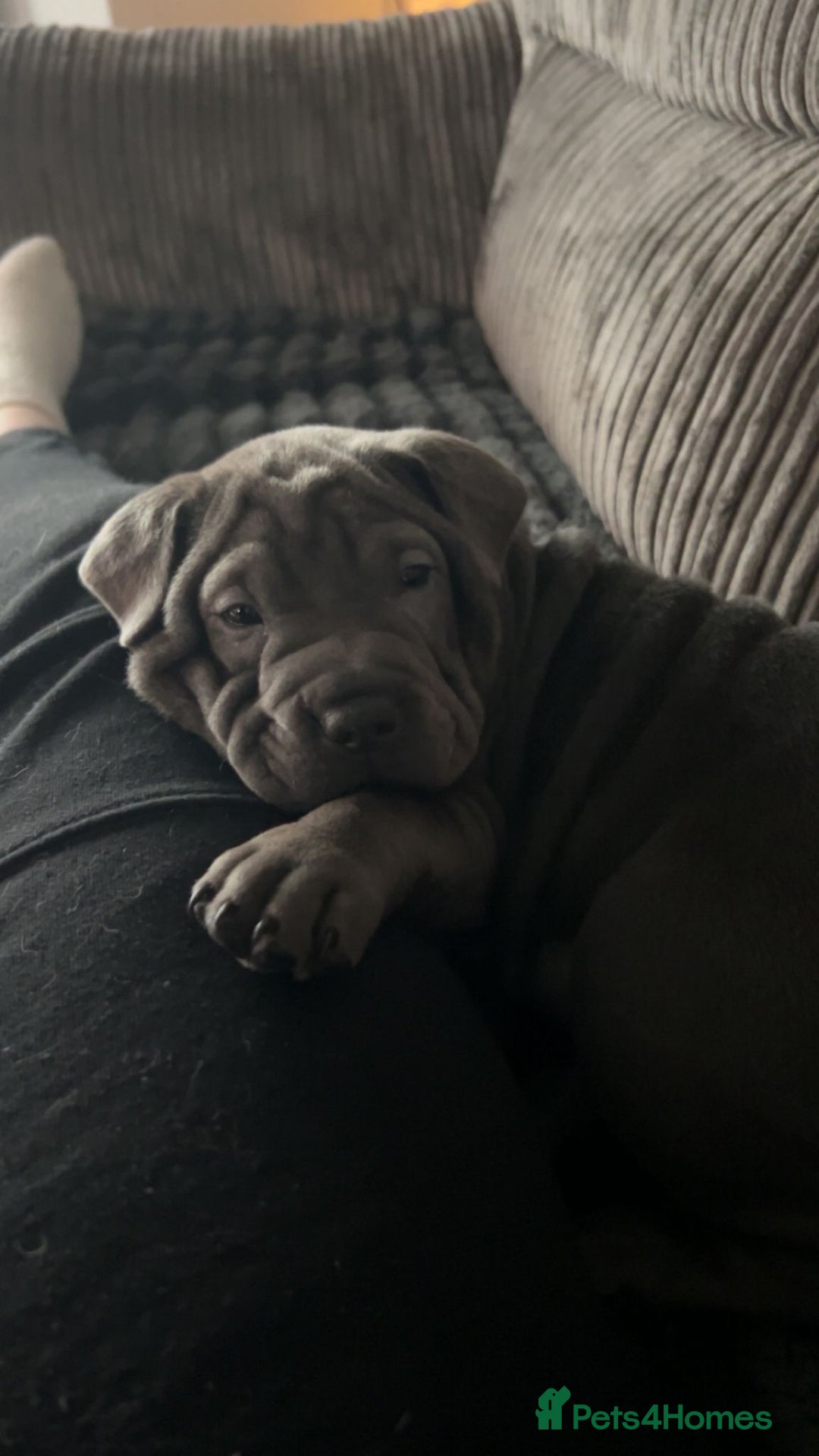 Mixed Breed dogs for sale: 2 female Shar Pei cross spaniel pups  - Advert 9