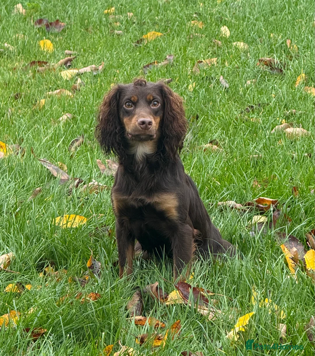 Cocker Spaniel dogs for stud: Fully Health Tested Liver & Tan Working Cocker - Advert 2