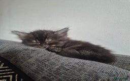Mixed Breed cats for sale: Half British shorthair Kittens - Image 6