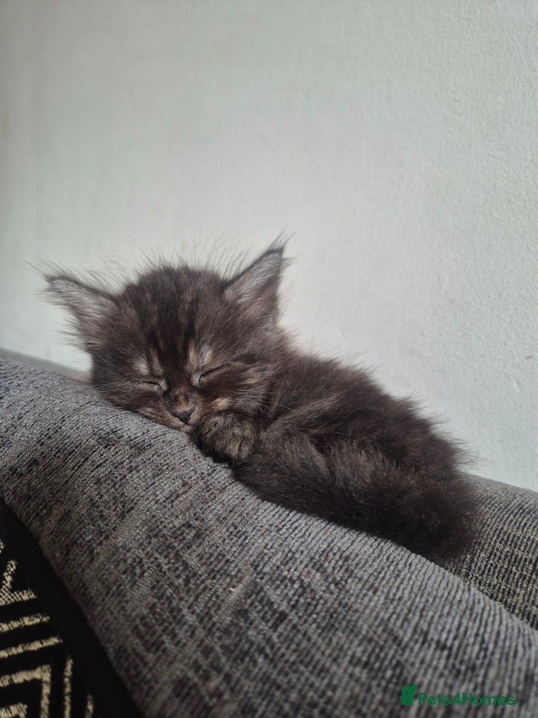 Mixed Breed cats for sale: Half British shorthair Kittens - Image 6