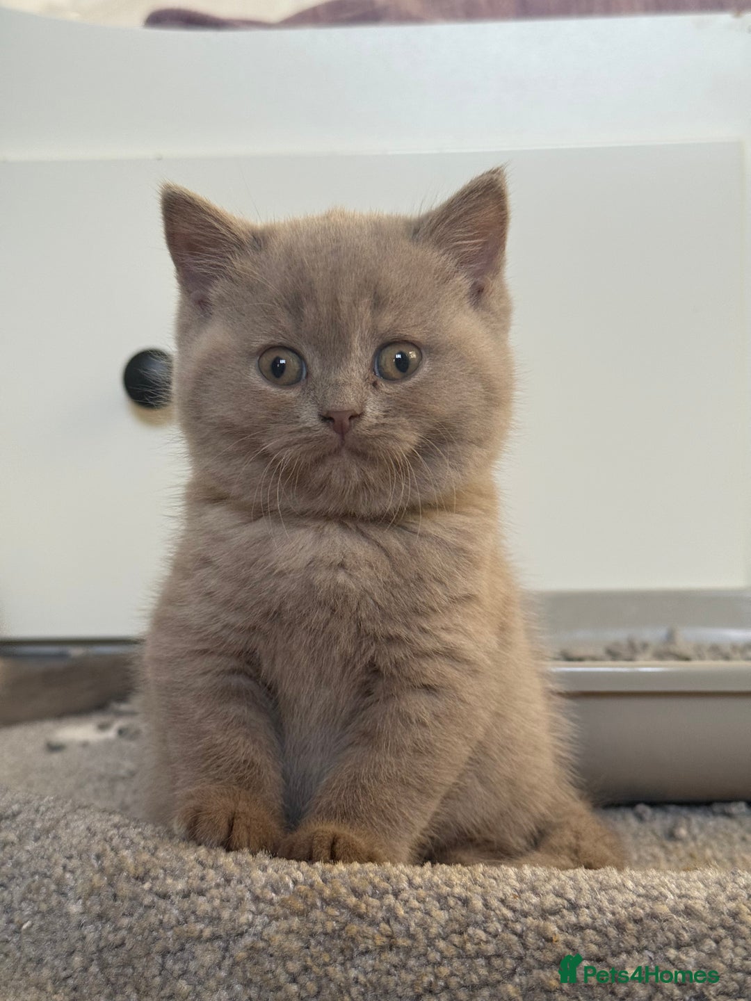 British Shorthair cats for sale: GCCF Registered British Shorthair Kittens - Advert 8