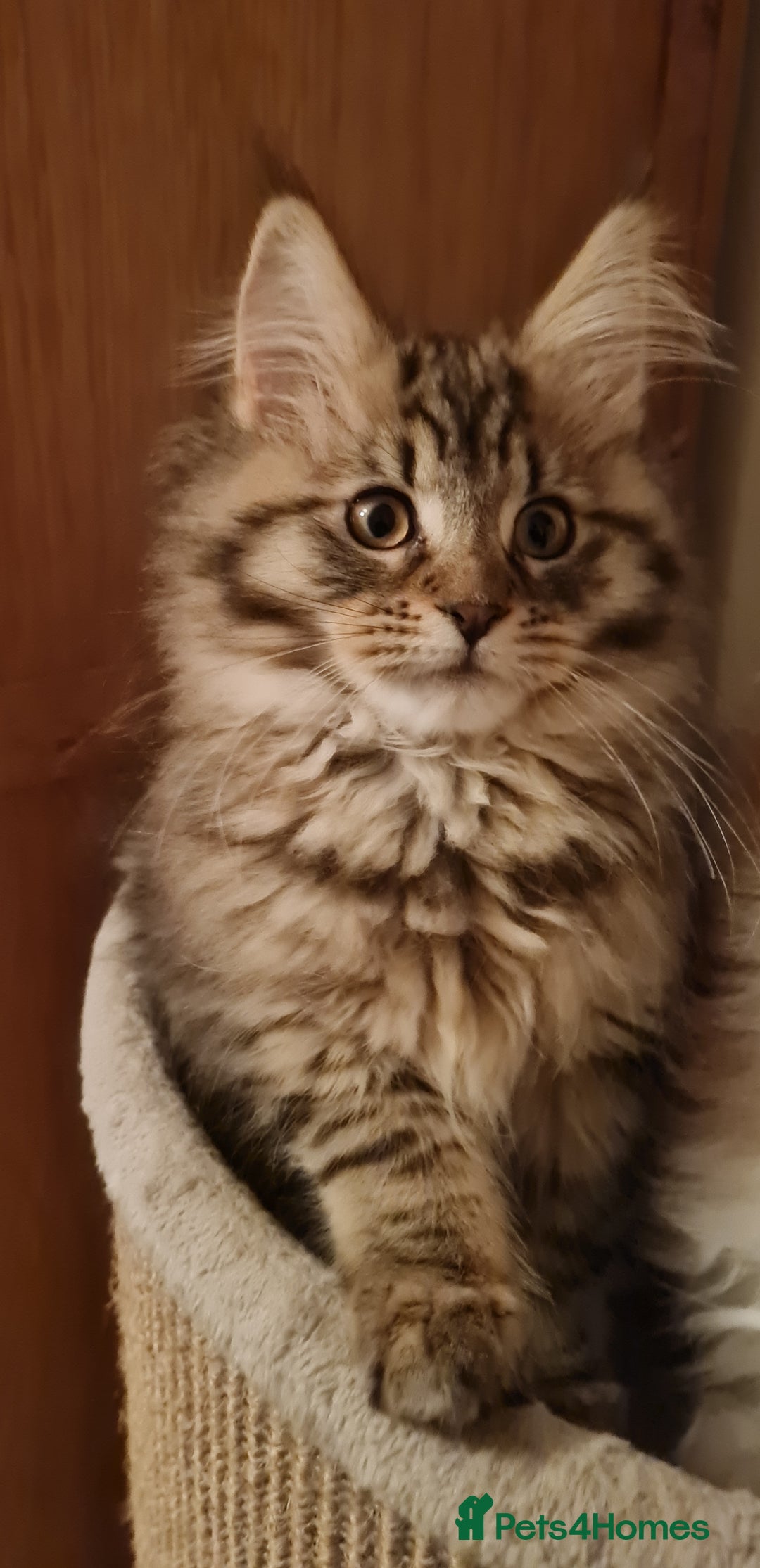 Maine Coon cats for sale: Beautiful Pedigree Mainecoons - Advert 4