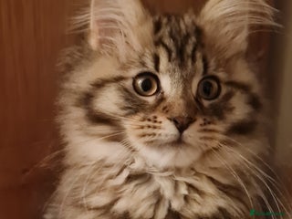 Maine Coon cats Beautiful Pedigree Mainecoons - Advert 16