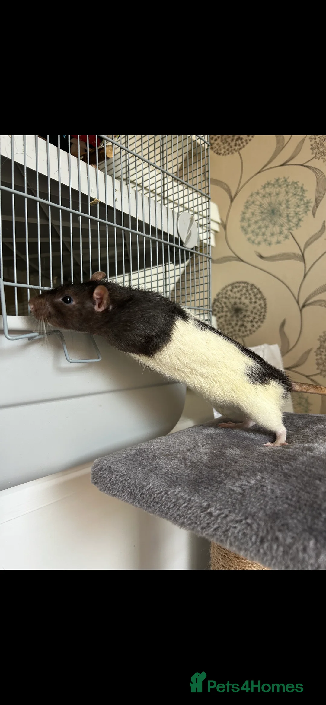 Rat rodents for sale: 3 male rats - Advert 5