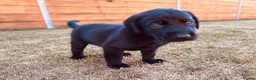 Labrador Retriever dogs for sale: KC Registered Labrador Puppies 🐾🐾🐾 - Advert 22