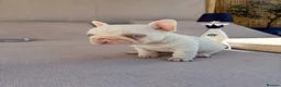 French Bulldog dogs for sale: LAST GIRL PINK PLATNIUM MERLE LEFT - Advert 3