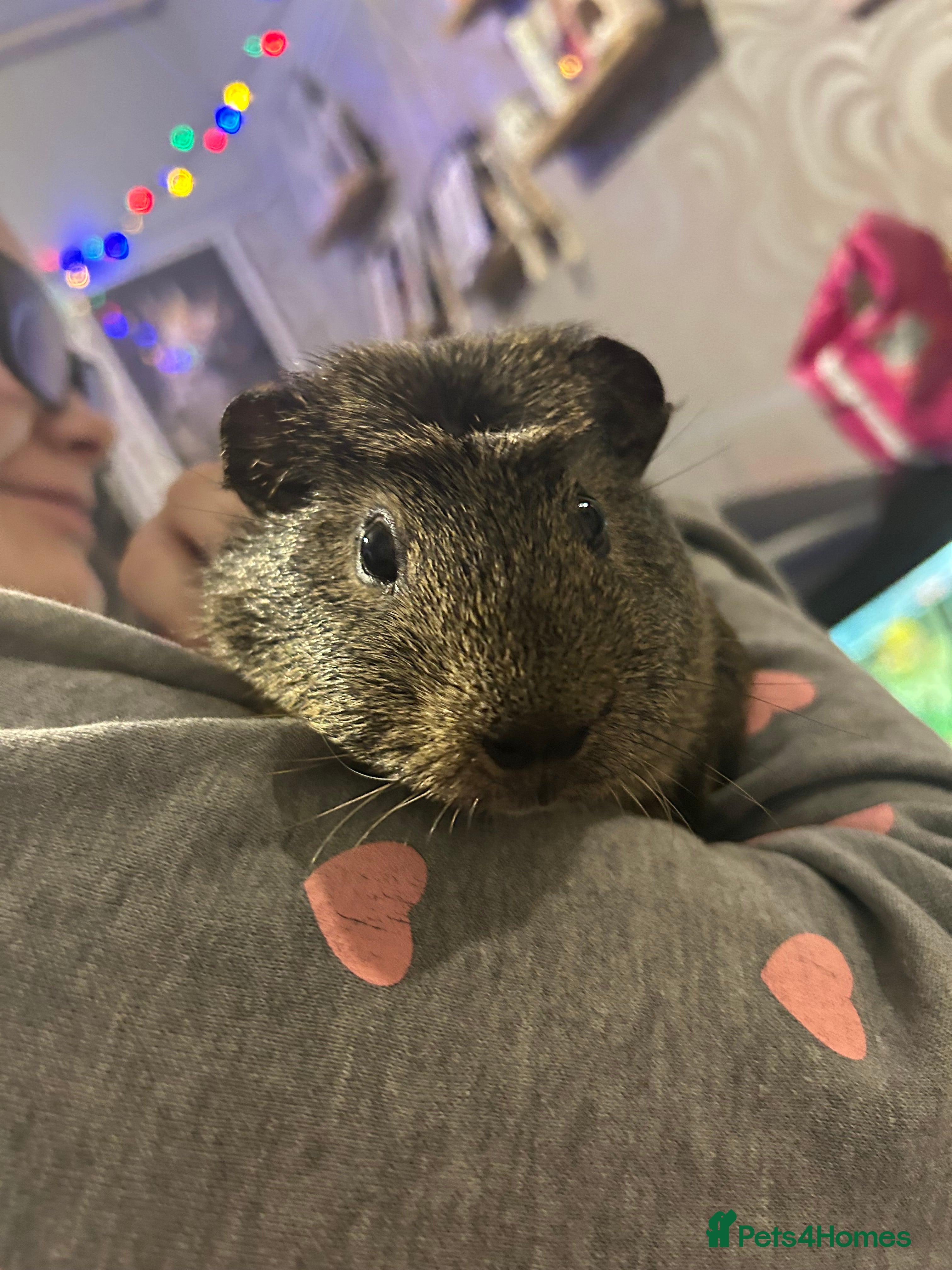 Guinea Pig rodents Male guinea pig FREE  - Advert 9