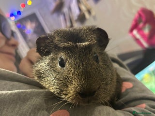 Guinea Pig rodents Male guinea pig - Advert 15