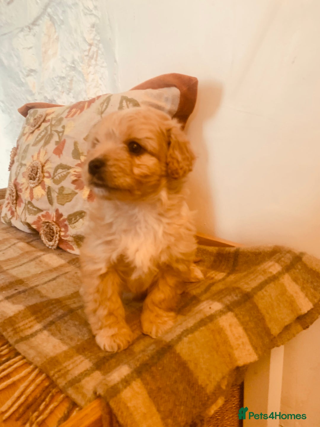 Mixed Breed dogs for sale: Cavapoo/Westiepoo - Advert 19