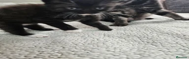 British Shorthair 3