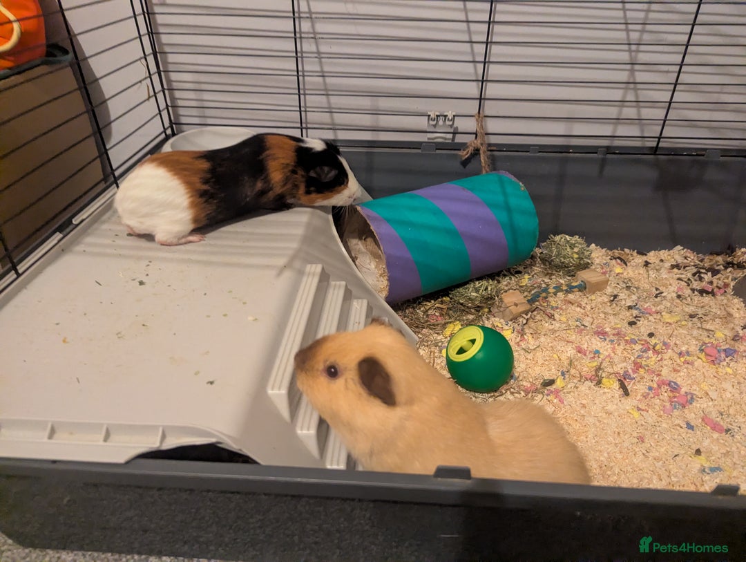 Guinea Pig rodents for sale: Pair of bonded male guinea pigs - Advert 3