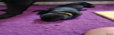 Black Labrador Girl