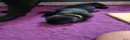 Labrador Retriever dogs for sale: Health tested KC Labrador Puppies in Newbury - Advert 4