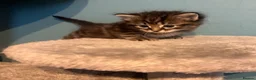 Mixed Breed cats for sale: Ragdoll Mix Kittens  - Advert 16