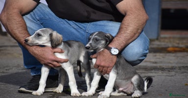 Saluki dogs - Advert 2