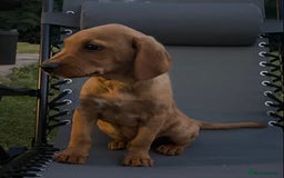 Labrador Retriever dogs for sale: BEAUTIFUL LABRADOR PUPPYS READY NOW - Image 6