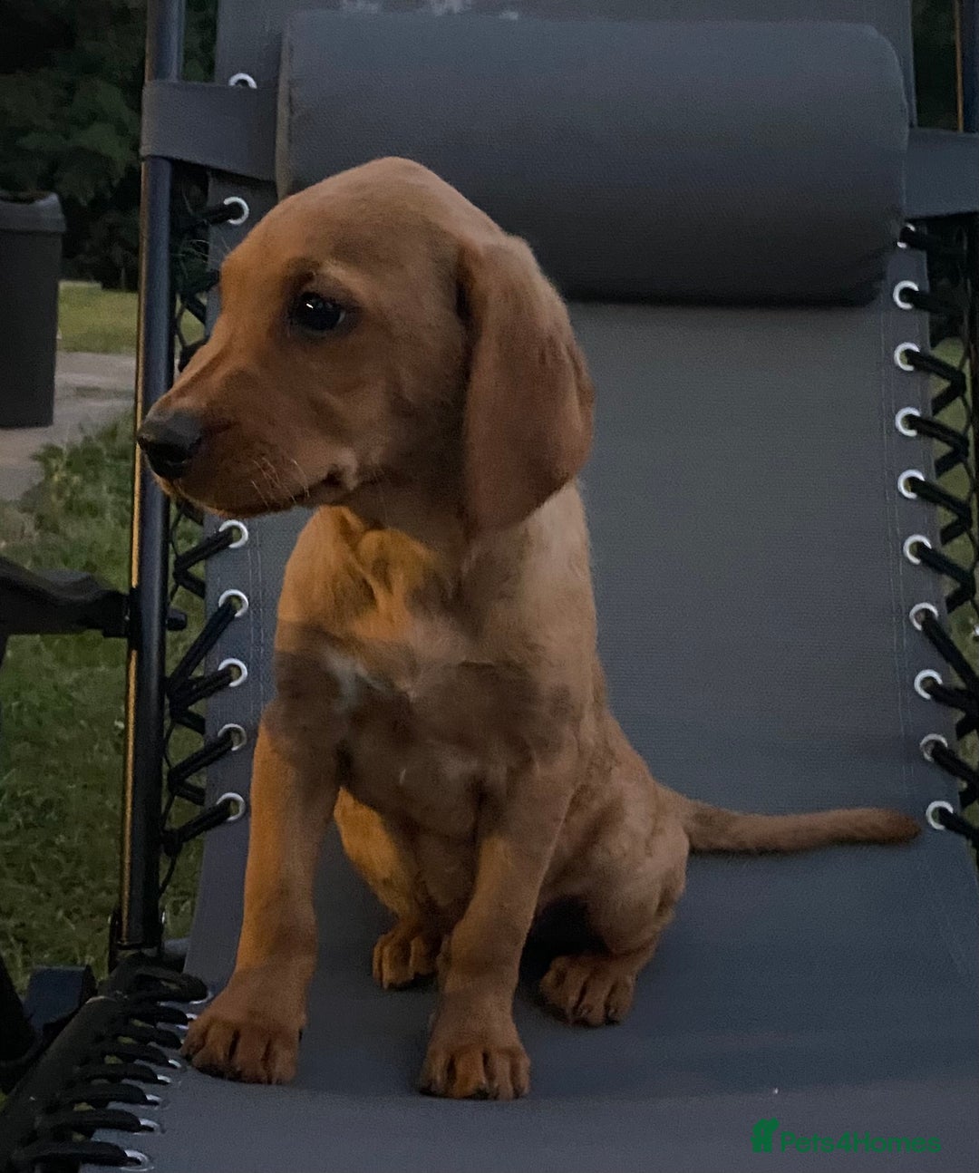 Labrador Retriever dogs for sale: BEAUTIFUL LABRADOR PUPPYS READY NOW - Image 6