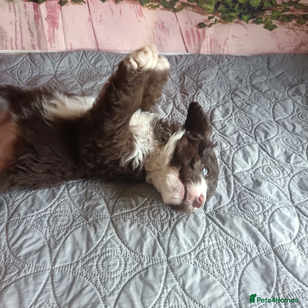 Australian Labradoodle dogs for sale: FULLY HEALTH TESTED CHOCOLATE BOX  **  BABIES🌈  in Boston - Advert 9