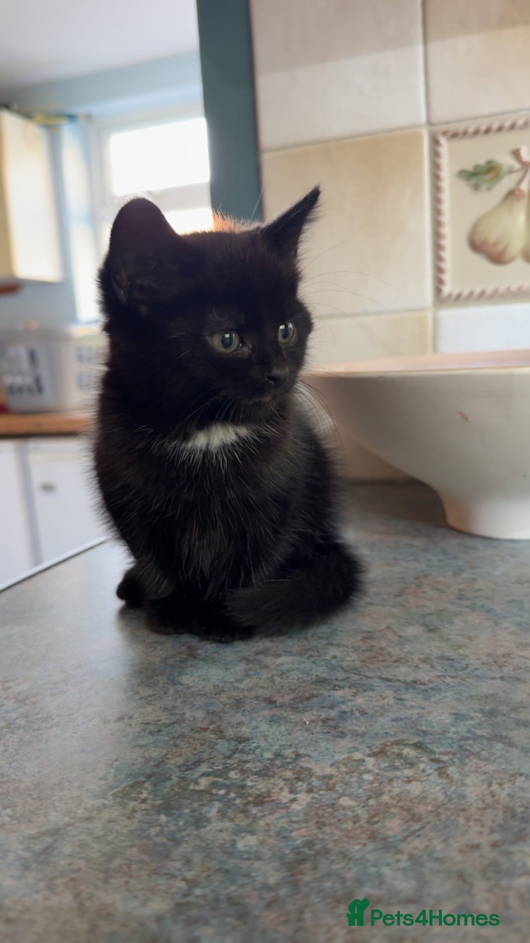 British Shorthair cats for sale: 2 female kittens - Image 8