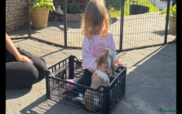 Cavalier King Charles Spaniel dogs for sale: Cavalier King Charles Spaniel  - Image 4
