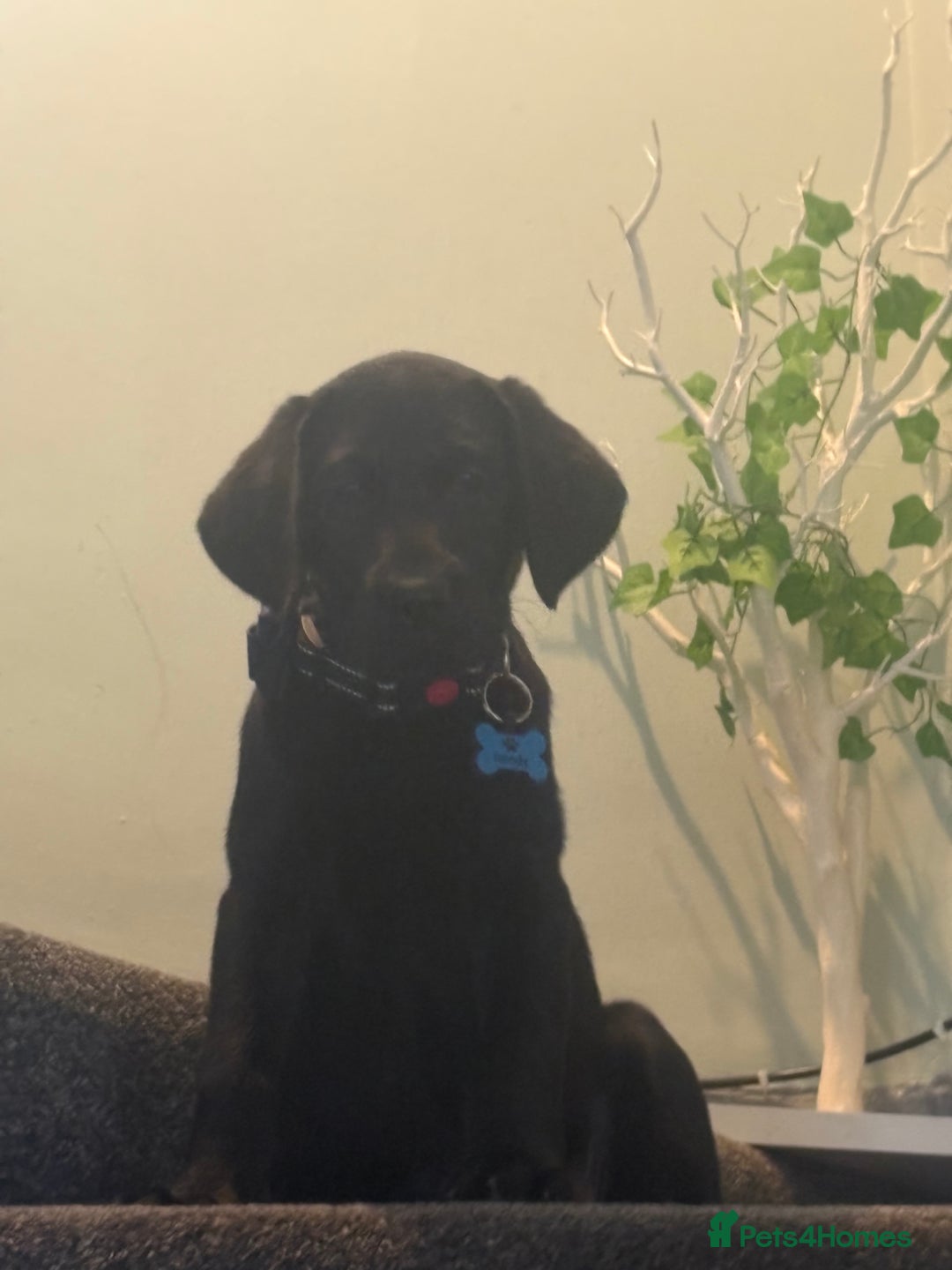 Labrador Retriever dogs for sale: Black Lab Named Woody - Advert 2