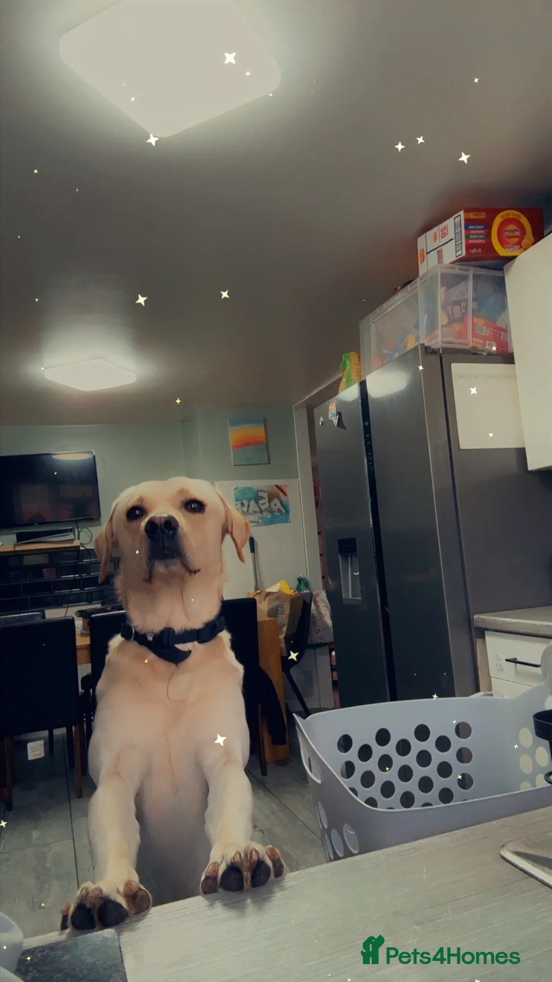 Labrador Retriever dogs for sale: 2 year old lab boy in Tamworth - Advert 1