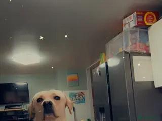 Labrador Retriever dogs 2 year old lab boy - Advert 3