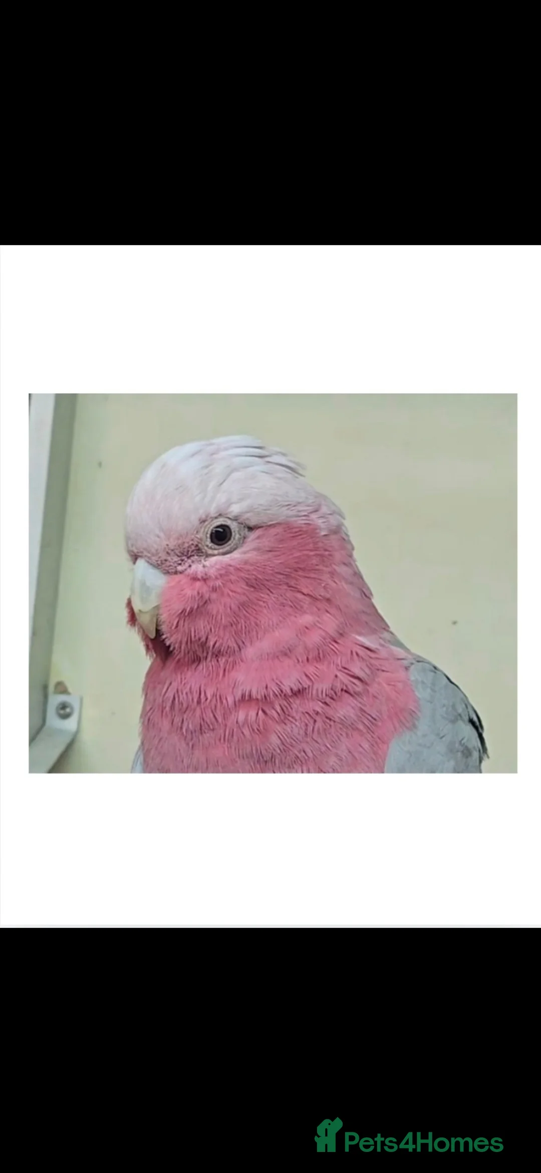 Cockatoo birds for sale: Galah Cockatoo - Female - Advert 1