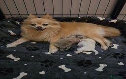Pomeranian dogs for sale: Miniature Pomeranian Puppies For Sale  - Advert 2