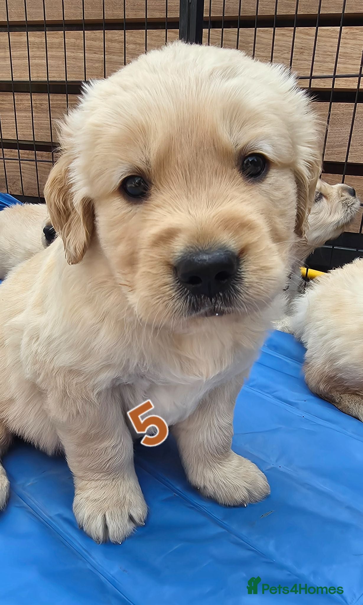 Golden Retriever dogs 5* Golden Retriver puppies - Advert 2
