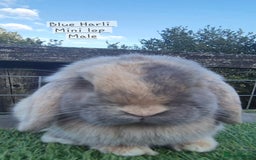 Mini Lop rabbits for sale: Various young mini lop males  - Image 5