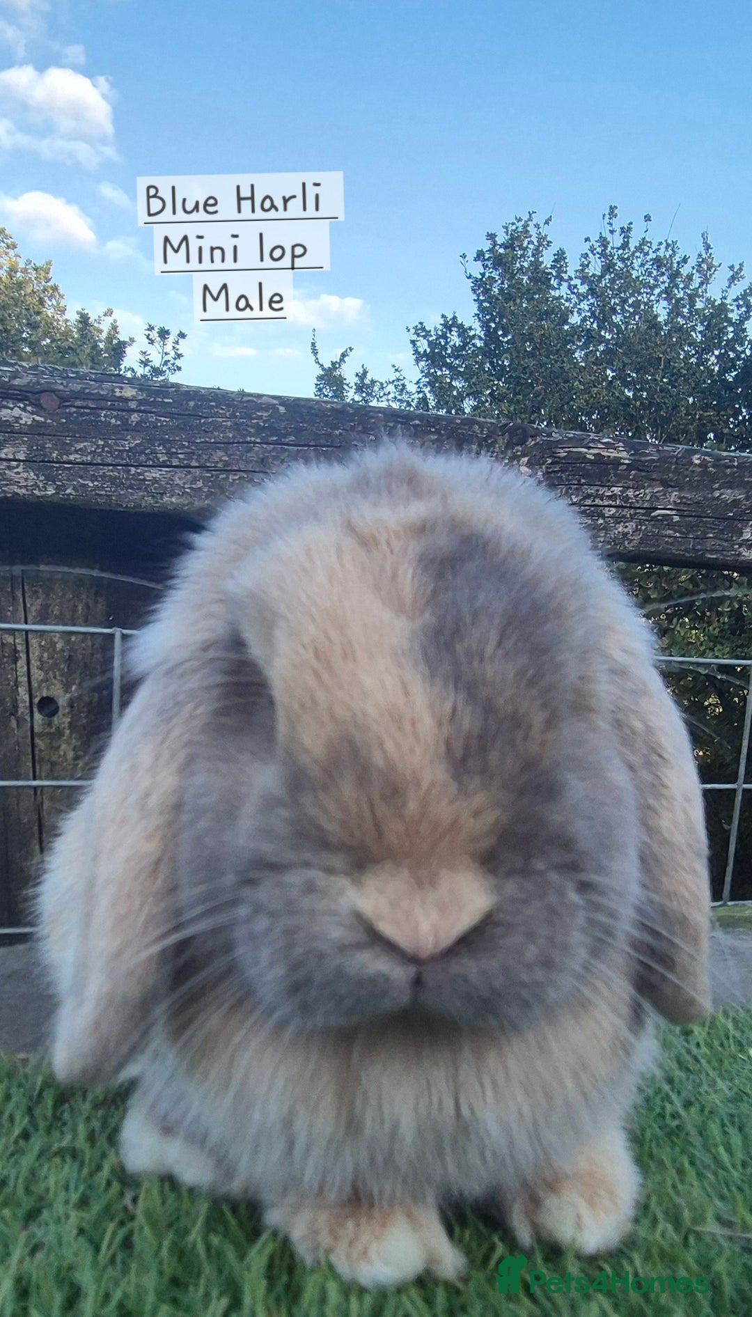 Mini Lop rabbits for sale: Various young mini lop males  - Image 5