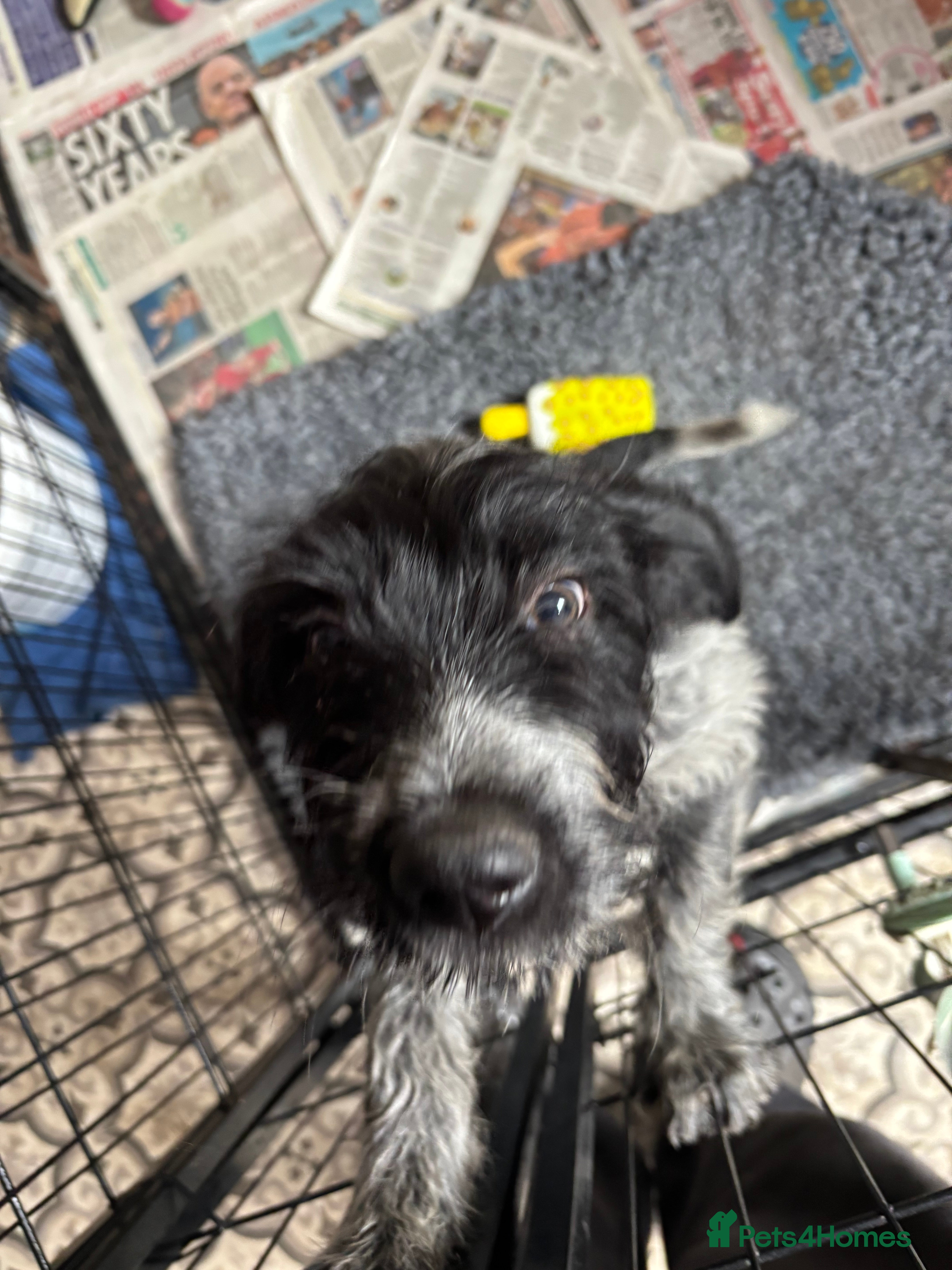 Mixed Breed dogs Sprocker - Advert 2