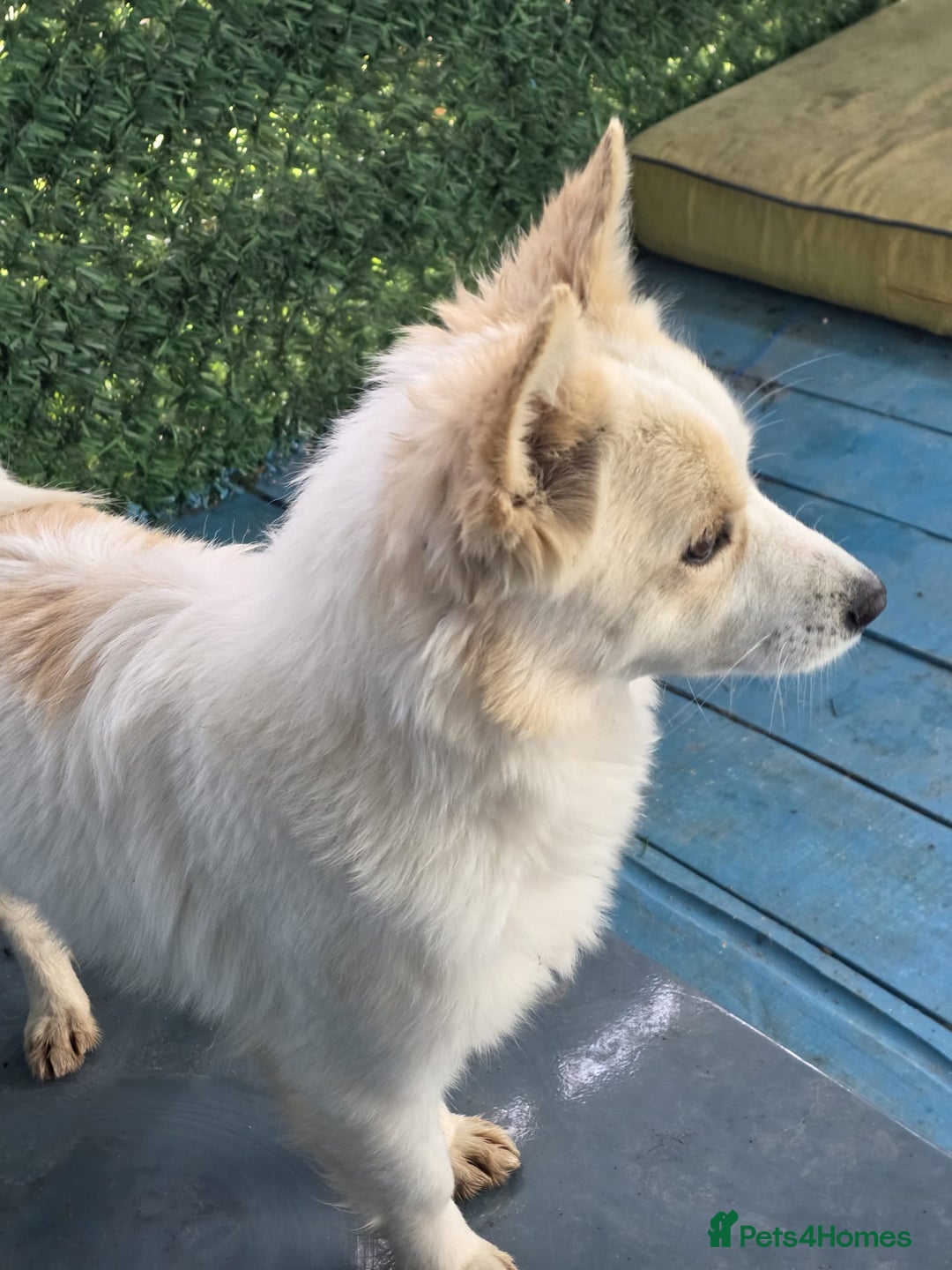 German Spitz dogs for adoption: Rescued Spitz Lola Looking For Her New Home - Advert 3