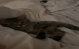 Bengal cats for sale: Bengal - Image 9
