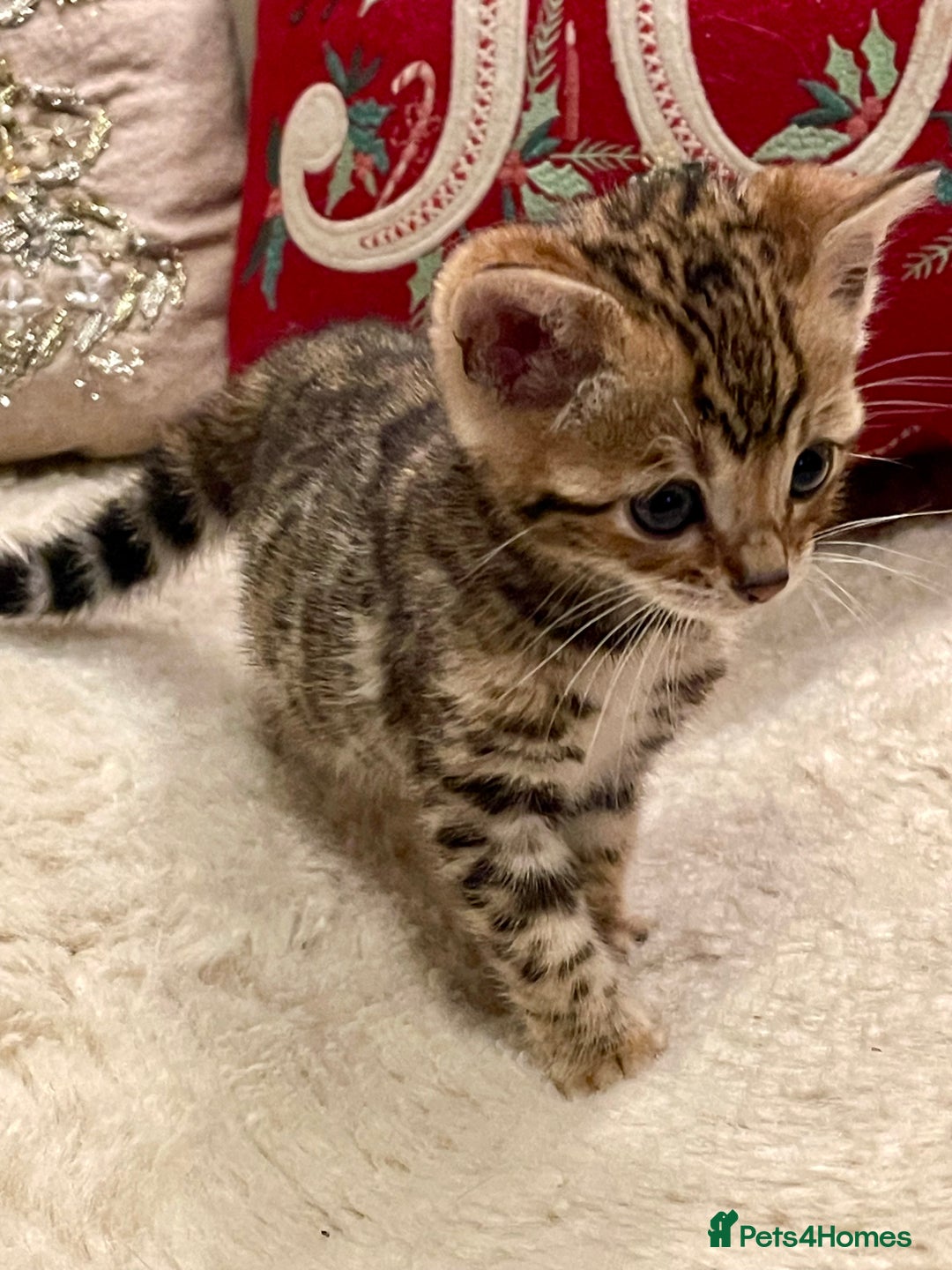 Bengal cats for sale: Registered Vaccinated Quality Bengal Kittens  - Advert 6