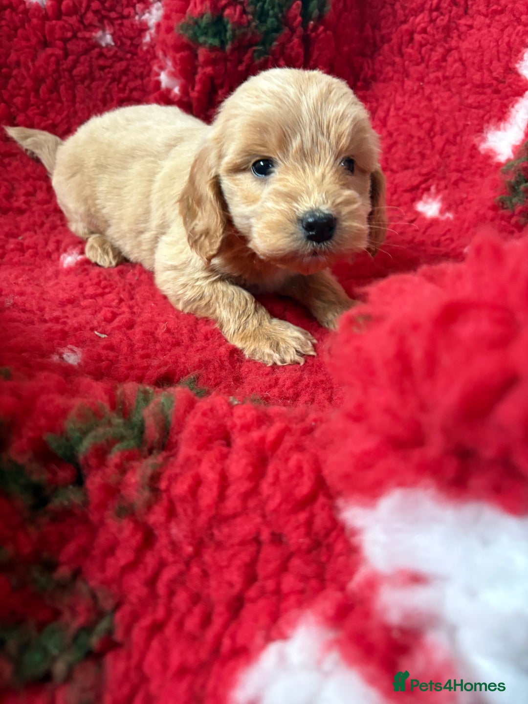 Cockapoo dogs for sale: Stunning cockapoo puppies for sale - Image 4