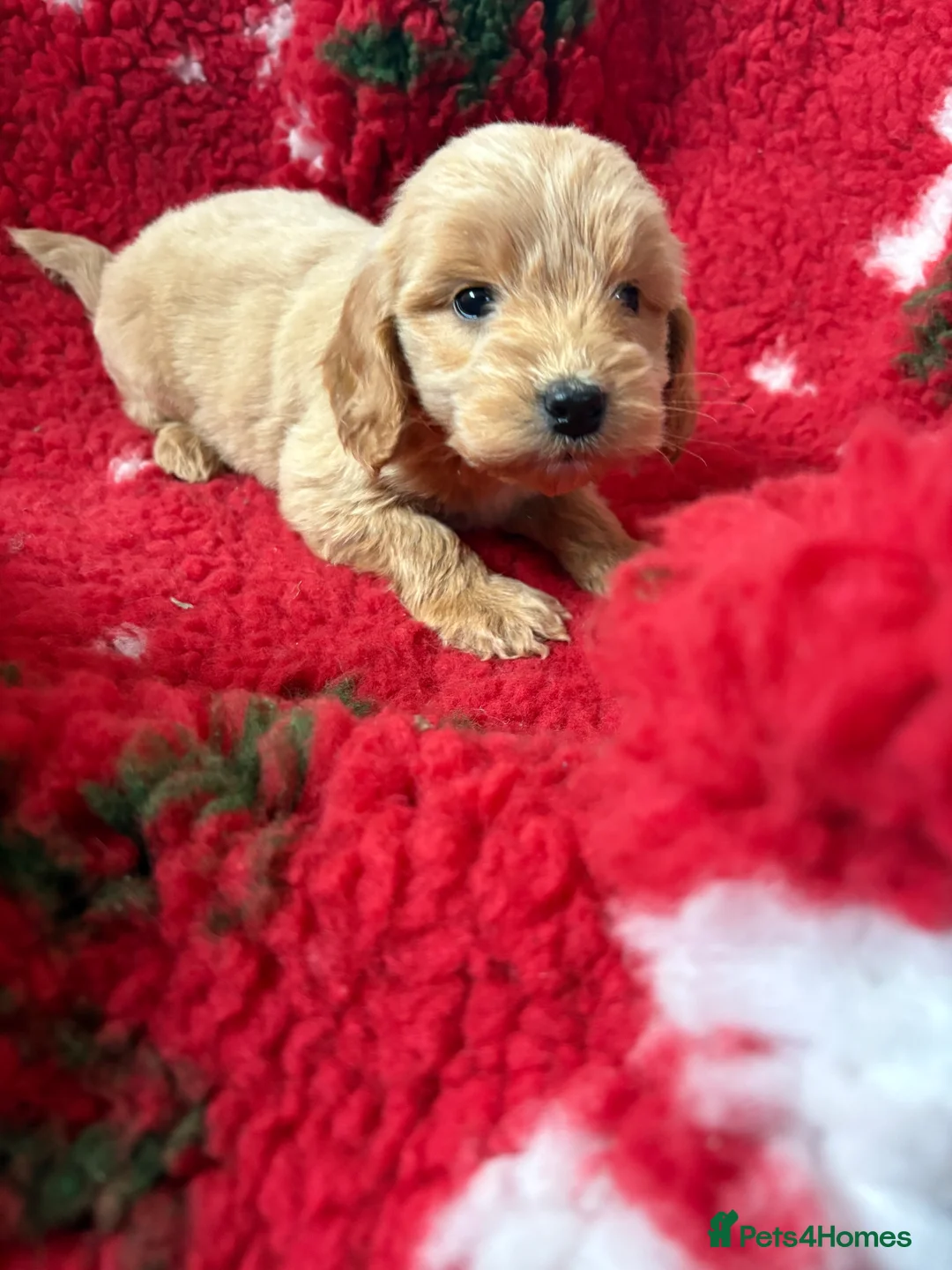Cockapoo dogs for sale:  one gold girl available  - Advert 11