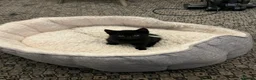 Mixed Breed cats for sale: Kitten  - Advert 3