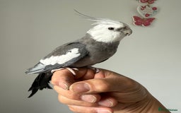 Cockatiels birds for sale: BEAUTIFUL BABY COCKATIEL BIRDS VARIOUS COLOURS  - Image 7