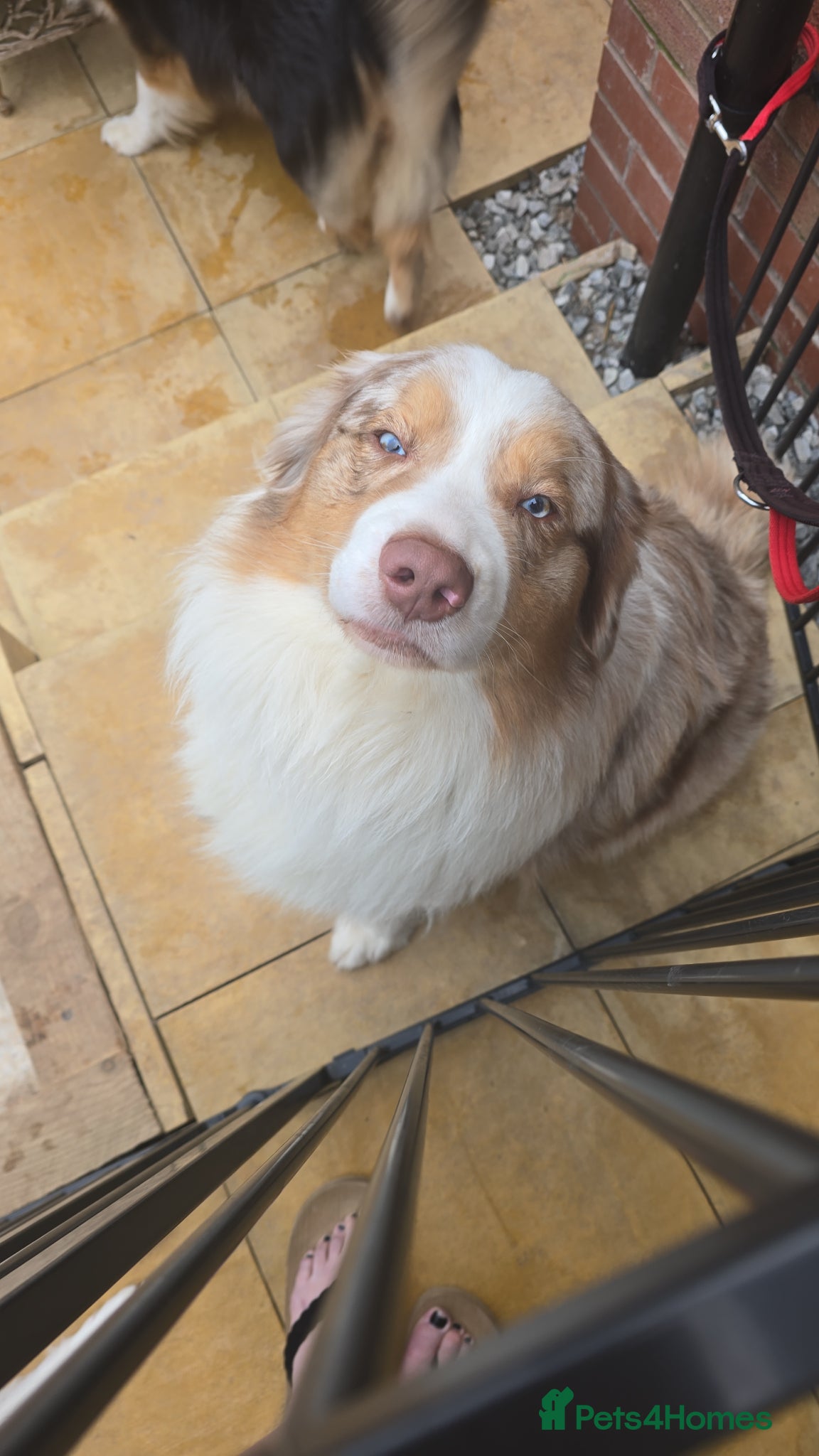 Australian Shepherd dogs Australian Shepherd due 19th may  - Advert 3
