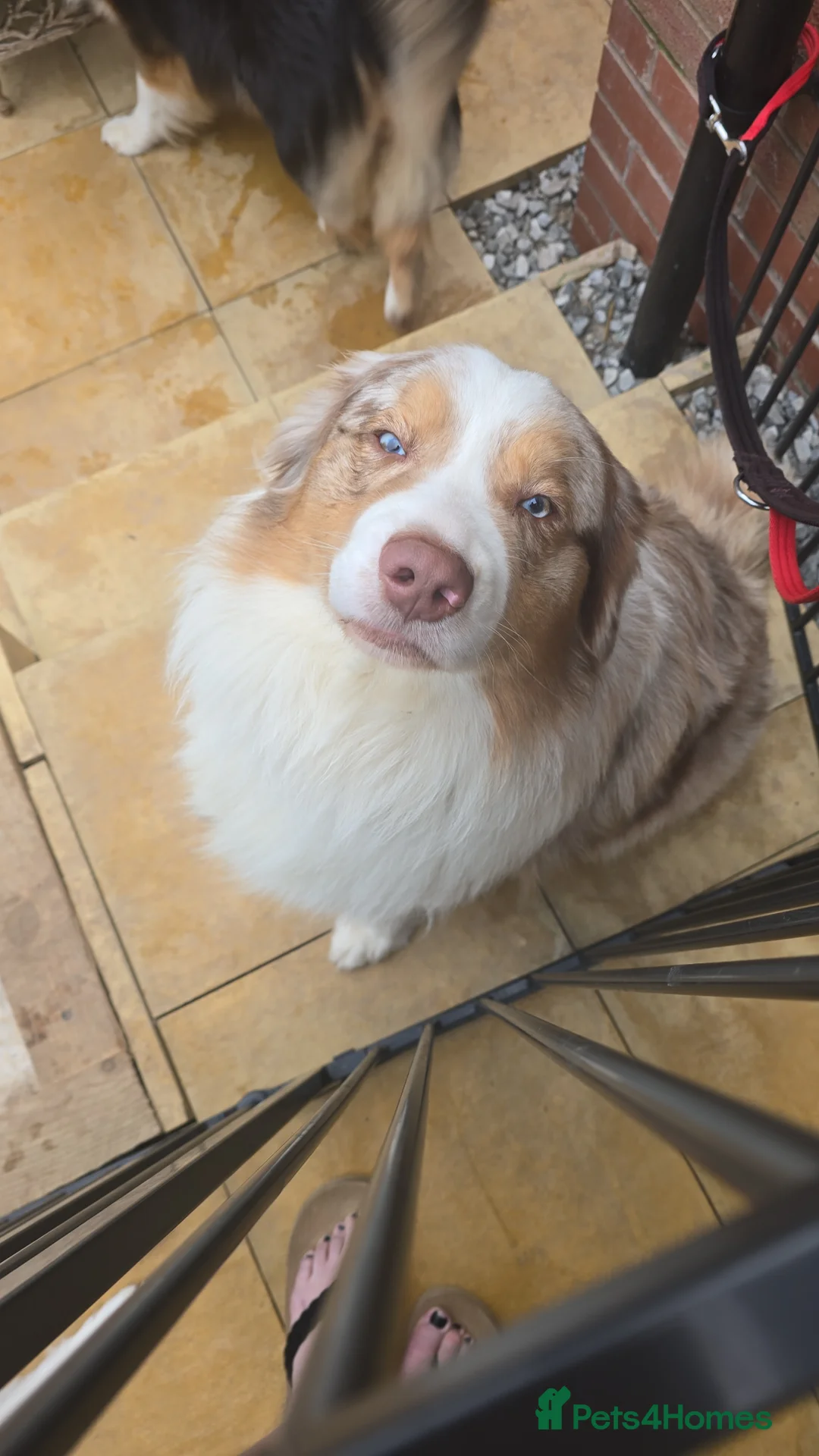 Australian Shepherd dogs for sale: Australian Shepherd due 19th may  - Advert 1