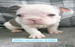French Bulldog dogs for sale: French bulldog  - Image 4