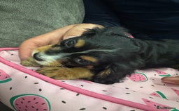 Mixed Breed dogs for sale: Cockalier Puppy (girl) - Image 4