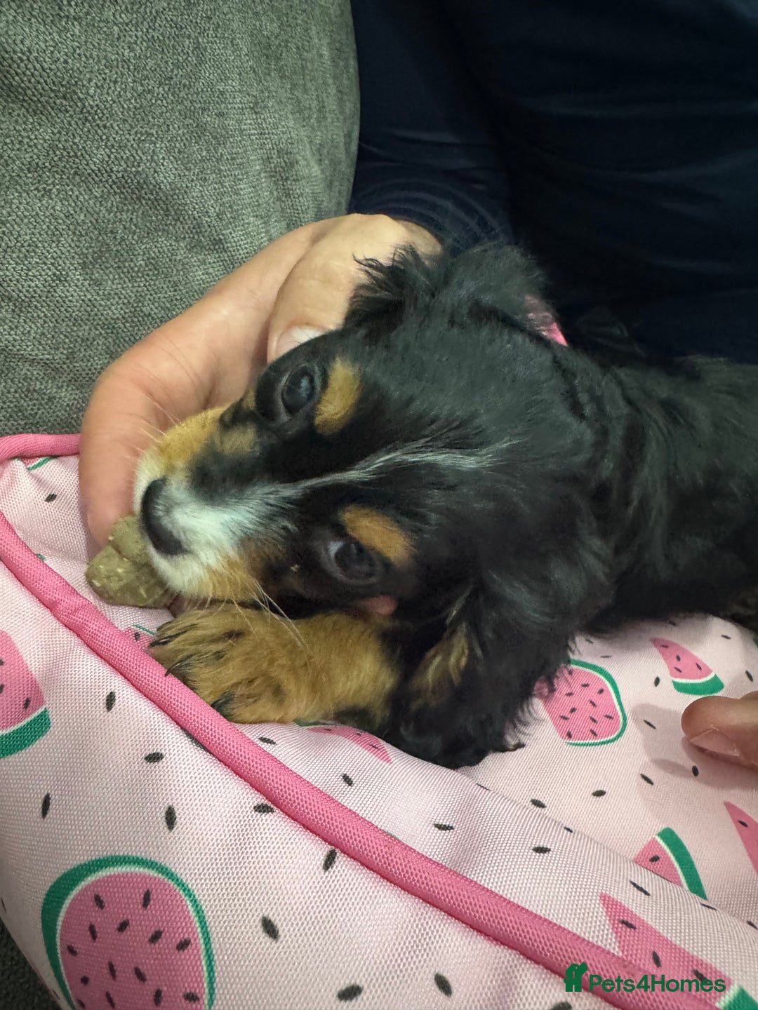 Mixed Breed dogs for sale: Cockalier Puppy (girl) - Image 4