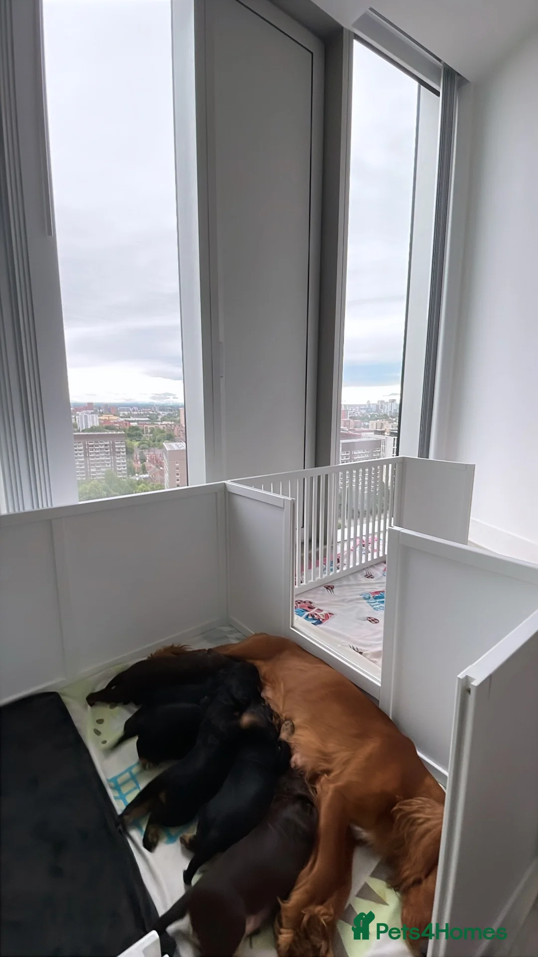 Cocker Spaniel dogs for sale: Beautiful english cocker spaniels leave 24th July  - Advert 34