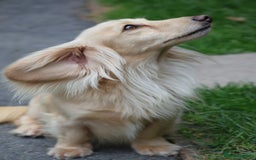 Miniature Dachshund dogs for stud: Long Haired Cream, no dilute, Pra Clear, Kc Regg - Image 11