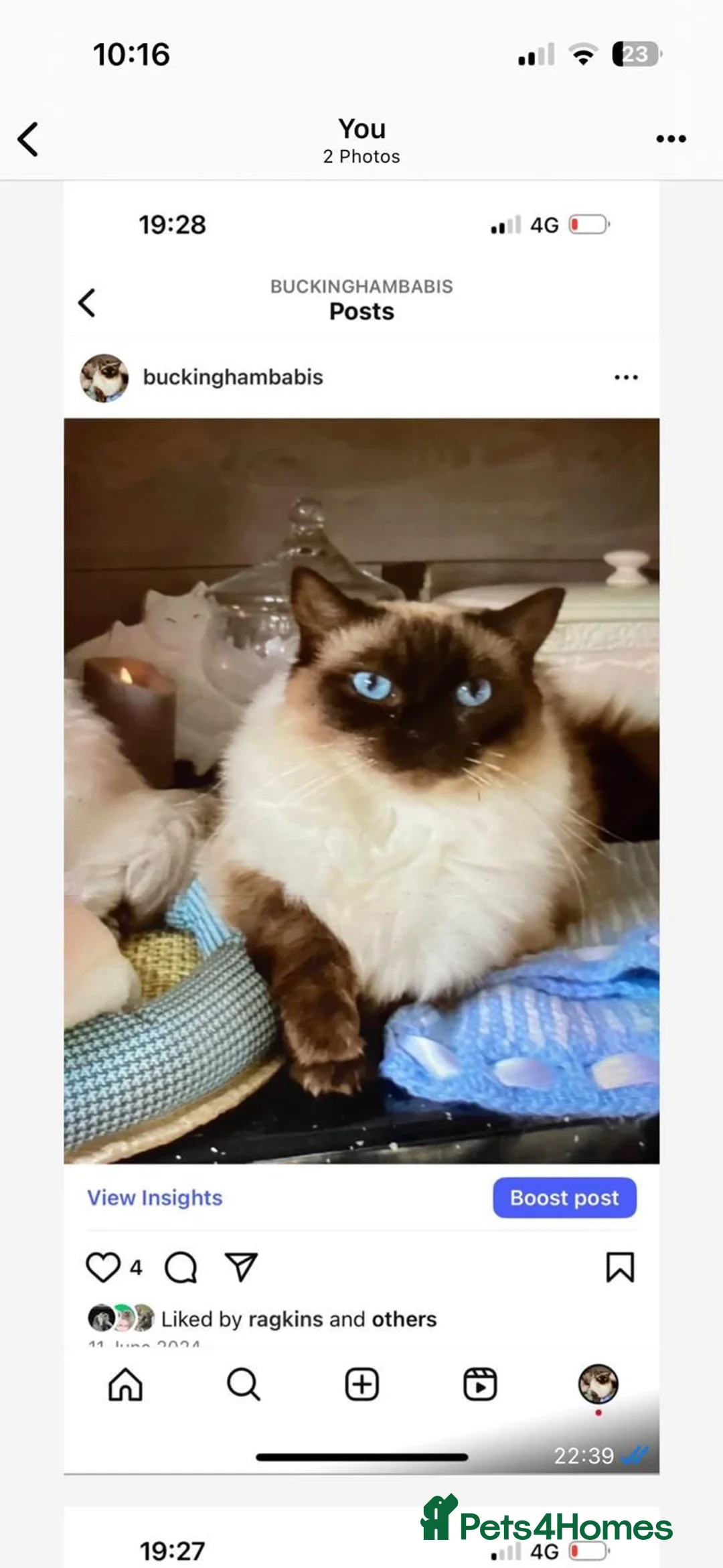 Ragdoll cats for sale: GCCF ‘ACTIVE’ Ragdoll Queen - Advert 1