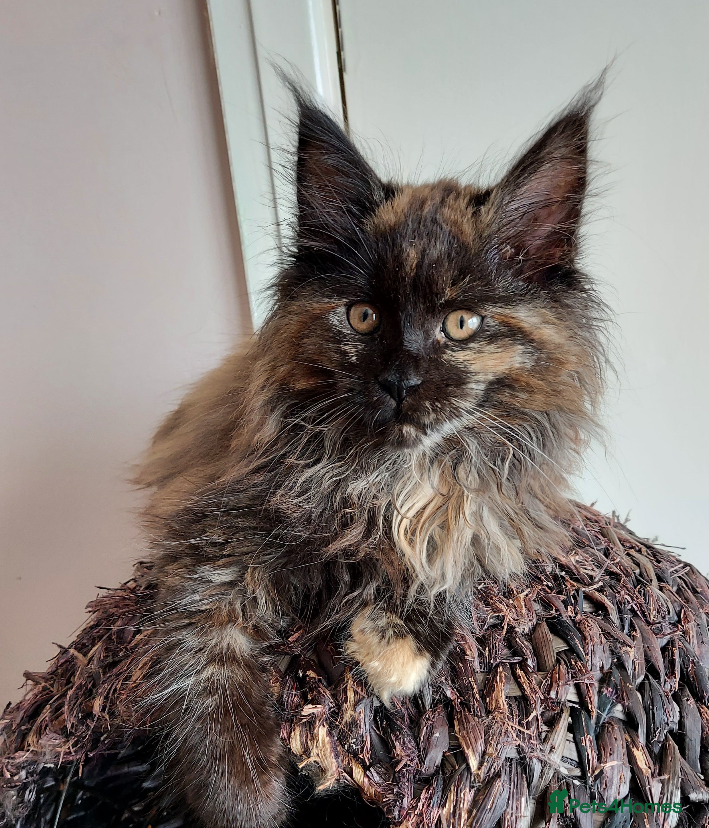 Maine Coon cats LAST GIRL!!! MAINE COON KITTENS/DNA/GCCF  - Advert 18