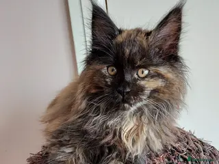 Maine Coon cats LAST GIRL!!! MAINE COON KITTENS/DNA/GCCF - Advert 18